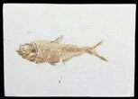 Bargain, Diplomystus Fossil Fish - Wyoming #56244-1